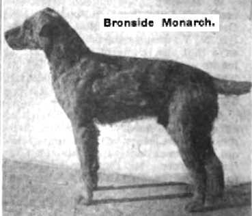 Bronside Monarch | Airedale Terrier 