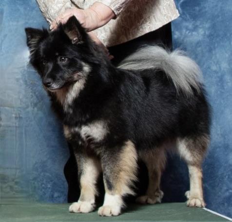 Aurvandil's To Boldly Go Kola Iskristal | Icelandic Sheepdog 