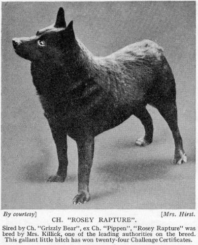 Rosey Rapture (1915) | Schipperke 