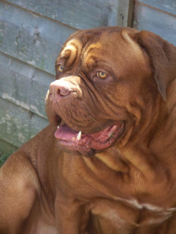 La Ko Ka Chau | Dogue de Bordeaux 