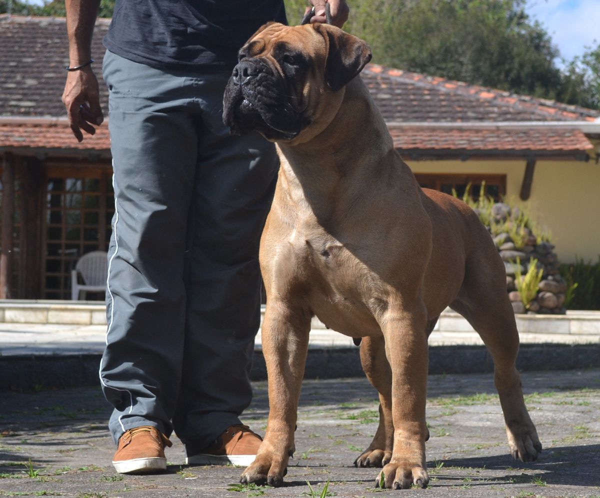 Br Beller's Bella Donna | Bullmastiff 