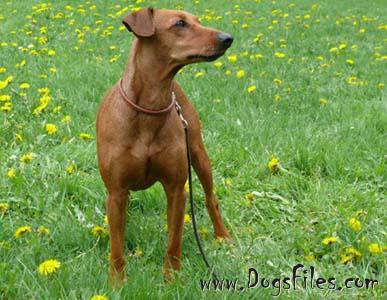 Duffyco's LUCCA | German Pinscher 