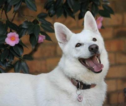 Dieux Blancs Ananchel | White Swiss Shepherd Dog 