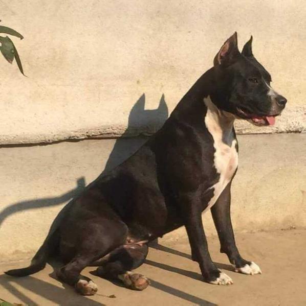 World Class Girl Cosa Nostra Impero | American Staffordshire Terrier 