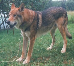 Tambury z Rosíkova | Czechoslovakian Wolfdog 