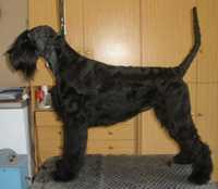 Delta de Pichera | Giant Schnauzer 