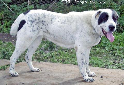 Yashin (ow.Ognev) | Central Asian Shepherd Dog 