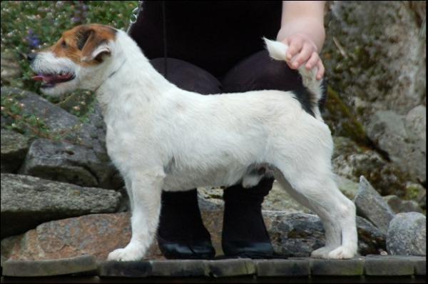 Highland Downs Wild Bill Cherry | Parson Russell Terrier 