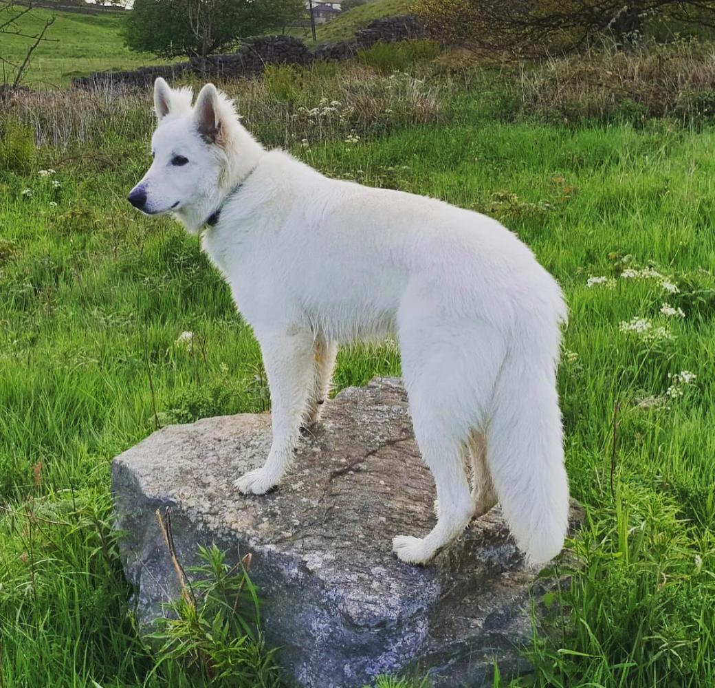 Swish Sheps Aethelwulf | White Swiss Shepherd Dog 