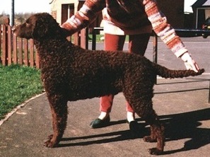 Sentryedge Greylag | Curly Coated Retriever 