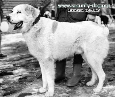 Kaplan 'ow.Shklyarevskiy' | Central Asian Shepherd Dog 