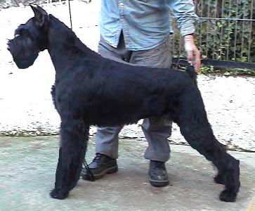 Donald De Campos De Oro | Giant Schnauzer 