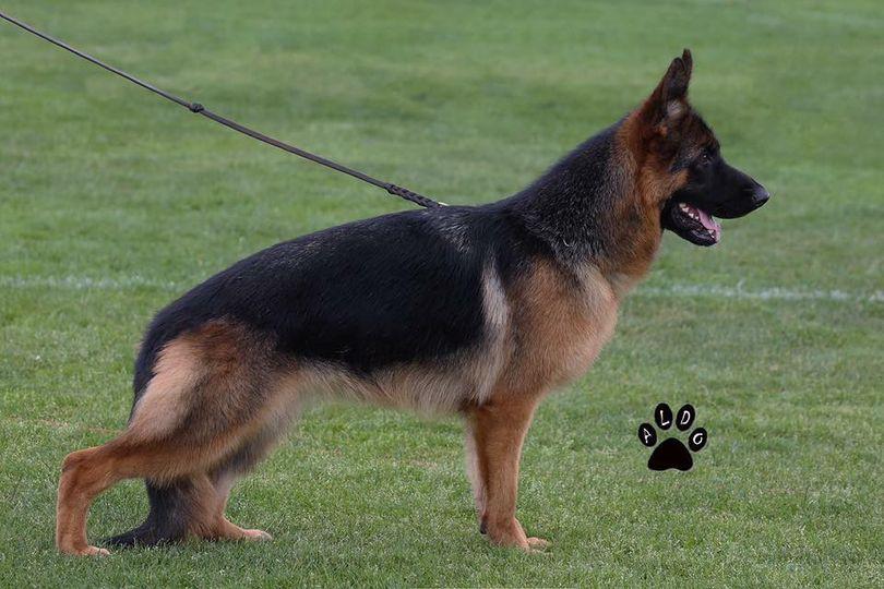 Nada Villa Rostom | German Shepherd Dog 