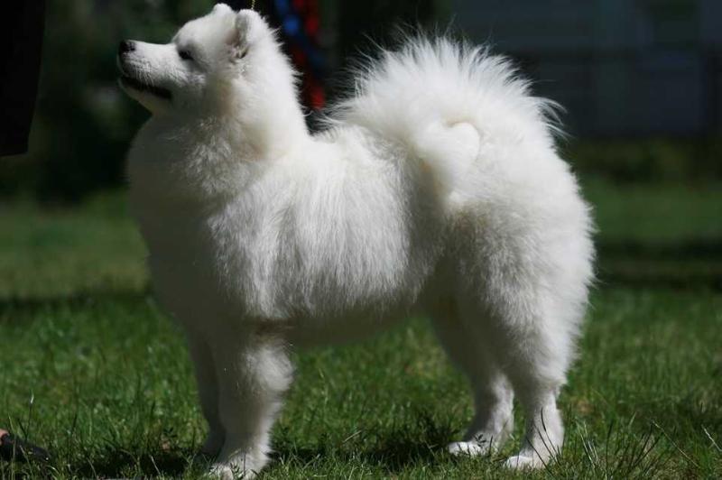 Royal Winter CALL ME COOL CAT | Samoyed 