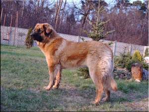 ASTORIA z Murckowskiego Lasu | Leonberger 