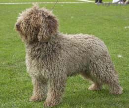 Zorrazo Manolo Massimo | Spanish Water Dog 