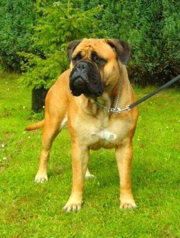 GENTLE DUTCH AS SWEET AS CHOCOLATE | Bullmastiff 