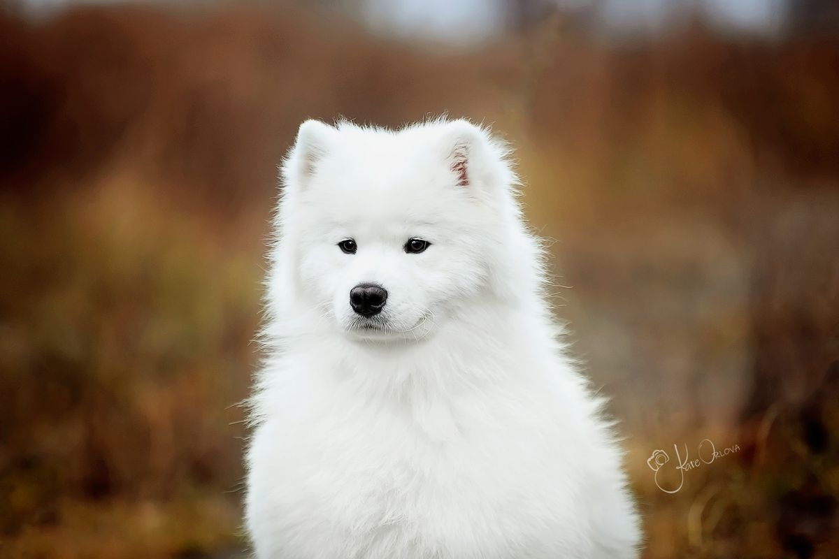 ARKTICHESKAYA SKAZKA MISSANDEI | Samoyed 