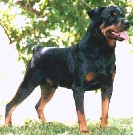 DAIGORO'S HASSAN | Rottweiler 