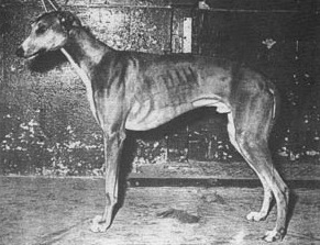 Parcancady Lancer | Greyhound 