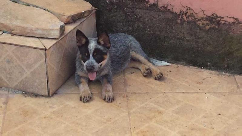 PALOMA BLUE HEELER SELIVON | Australian Cattle Dog 