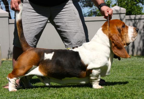 Bassefied Adam Albertus | Basset Hound 