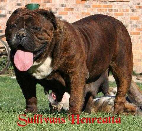 2 Dogs cone's Henrietta | Olde English Bulldogge 