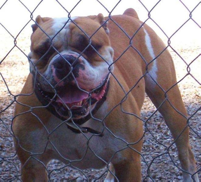 BuffaloCreek's Dozer | Olde English Bulldogge 