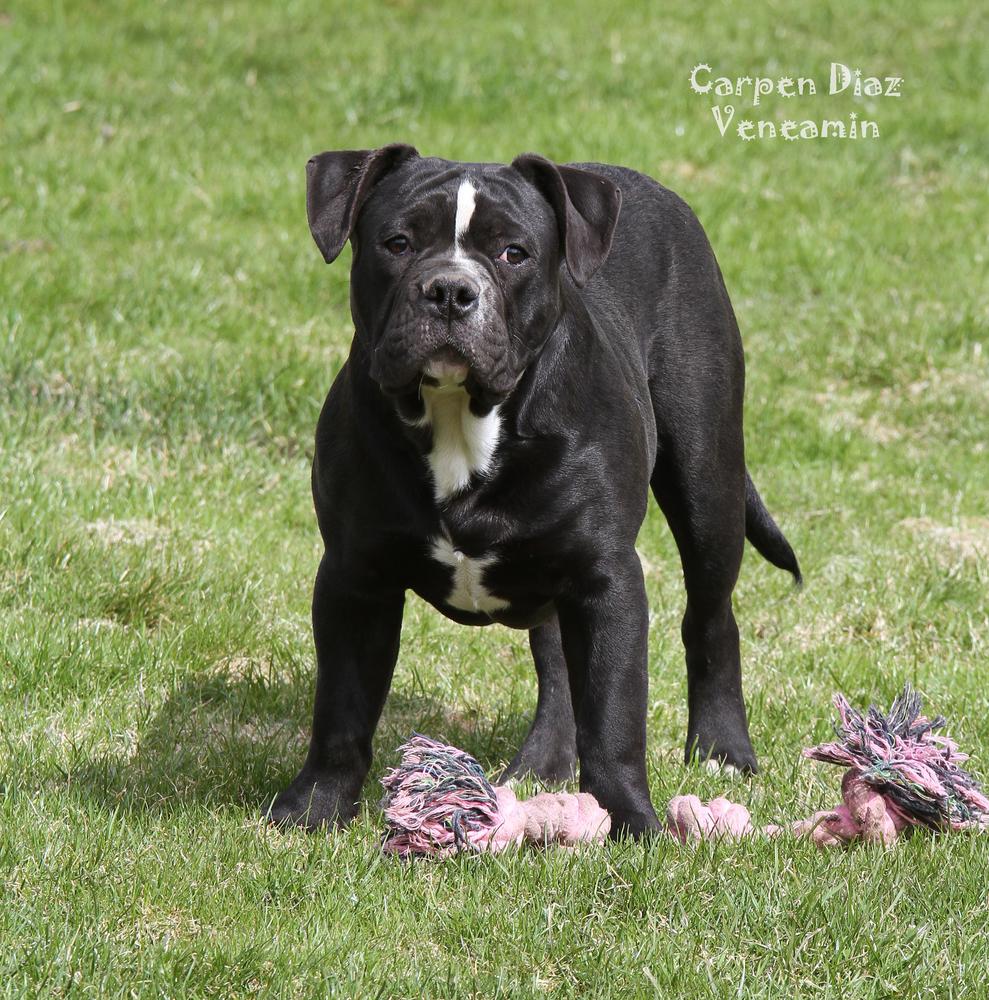 Carpen Diaz Veneamin | Olde English Bulldogge 