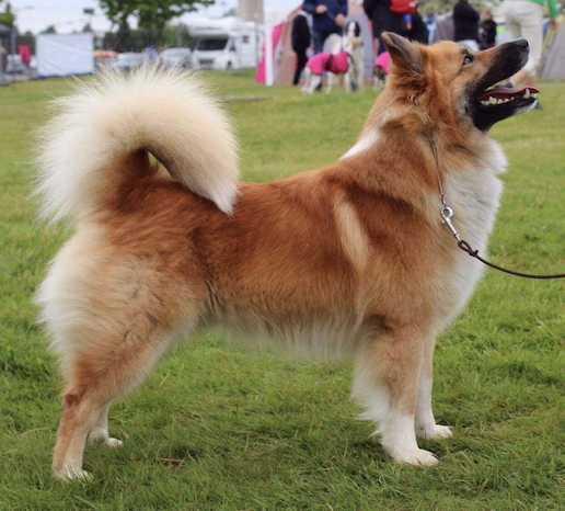 Hreystis Tigull | Icelandic Sheepdog 