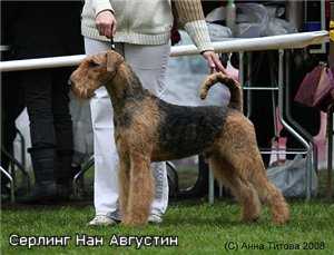 Sterling Nan Avgustin | Airedale Terrier 