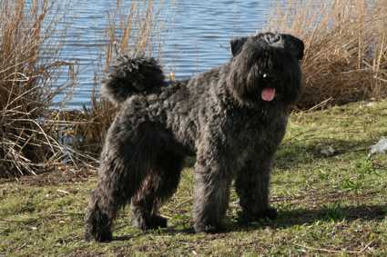 Jay-Faith v.h. Cupressocyparis Hof | Bouvier des Flandres 