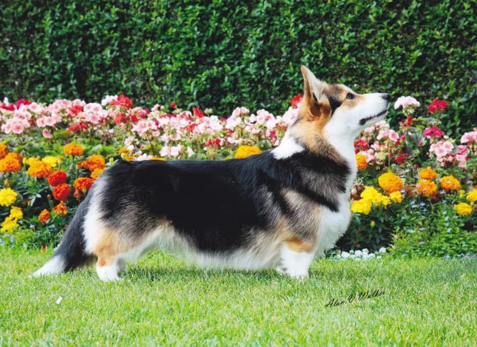 Amberynlea Dark Desire | Pembroke Welsh Corgi 