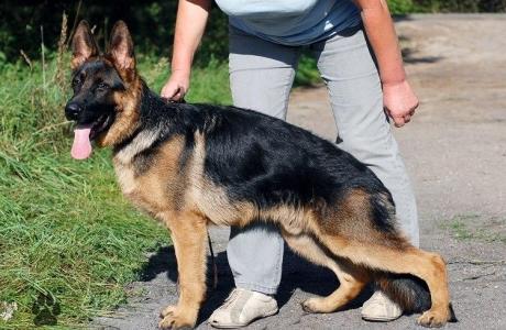Soprano Gelezinis vilkas | German Shepherd Dog 