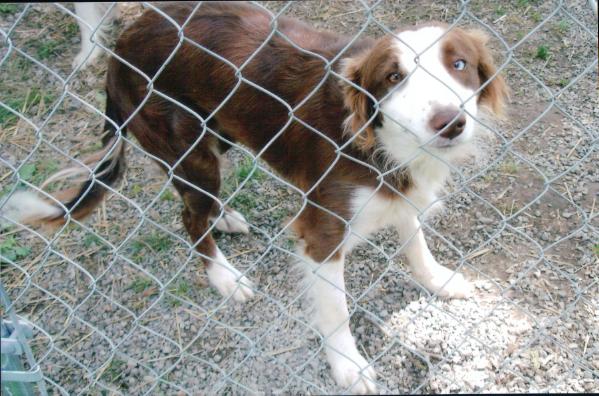 Queen Coco | Border Collie 