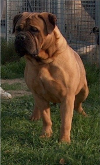 Druuna des jardins d'atlantis | Bullmastiff 