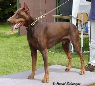 Fanto v. Heiligenwald | Brown Doberman Pinscher