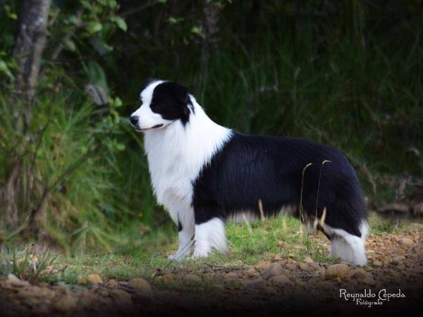 Balmoral's  Visions at A Sprinsunset | Border Collie 