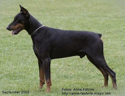 Gringo v. Vossenberg | Black Doberman Pinscher