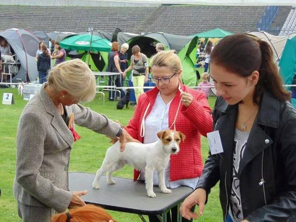 Oh La La Magor | Jack Russell Terrier 