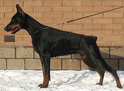 Smart Wood Hills Beylis | Black Doberman Pinscher