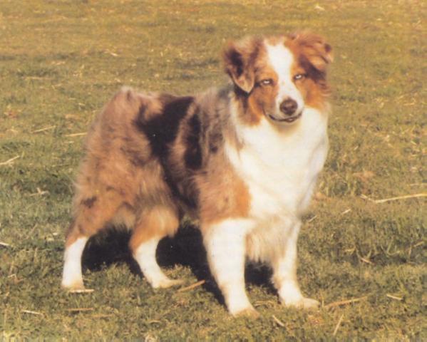 Las Rocosa Bonny Kyle | Australian Shepherd 