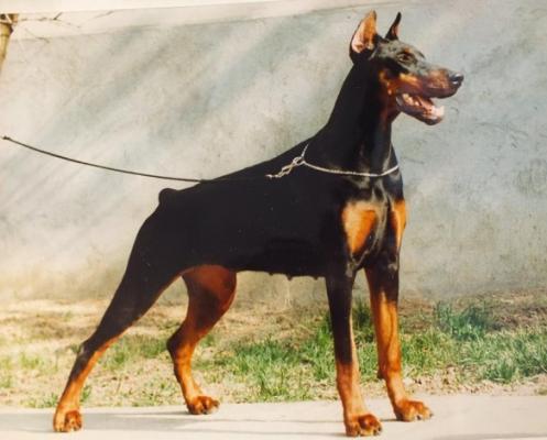 Gold-Drachen Comtesse Charmaine | Black Doberman Pinscher