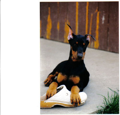 Angie King of Darkness | Black Doberman Pinscher