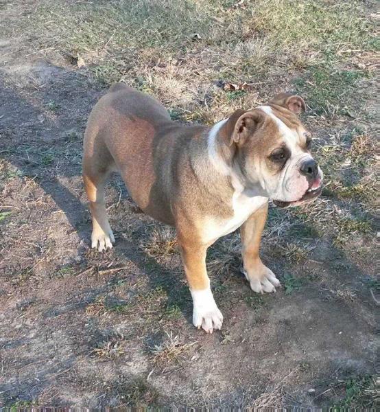 Rocktown's Kash of Winter | Olde English Bulldogge 