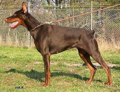 Smart Wood Hills Jar-Ptitsa | Brown Doberman Pinscher