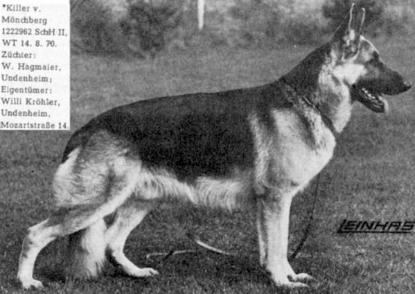 Killer vom Mönchberg | German Shepherd Dog 