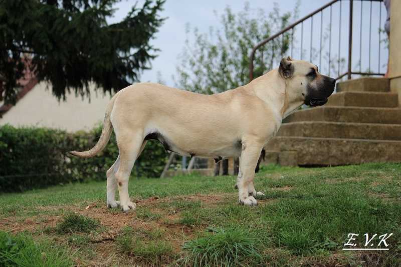 Foxy Del Dracula | Perro de Presa Canario 