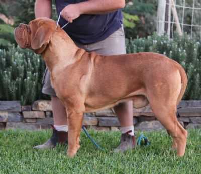 Moloscyg Guillaume Le Testu (AI) | Dogue de Bordeaux 