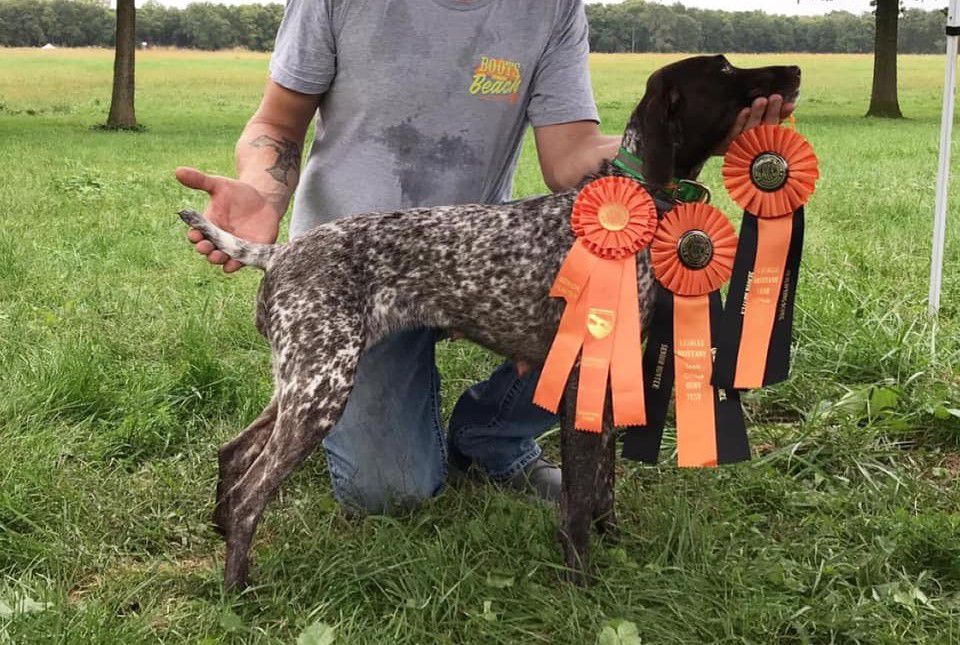 Heinrich's Miss Anna Belle | German Shorthaired Pointer 